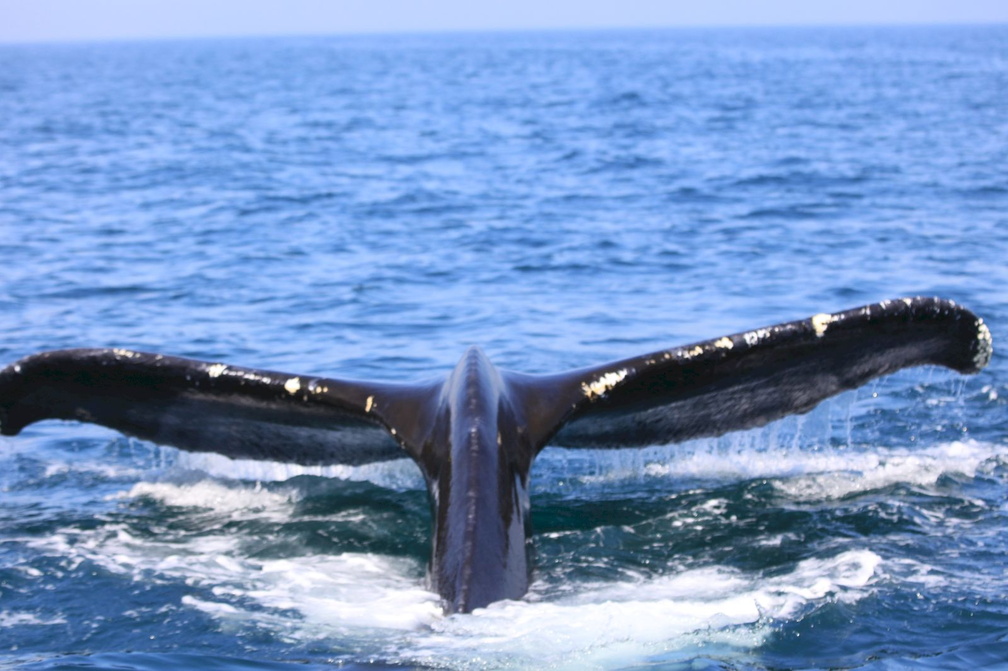 2016-07-16 Whale-Watching