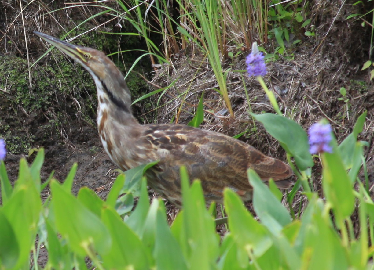 2016-07-17 Kejimkujik NP und Lunenburg