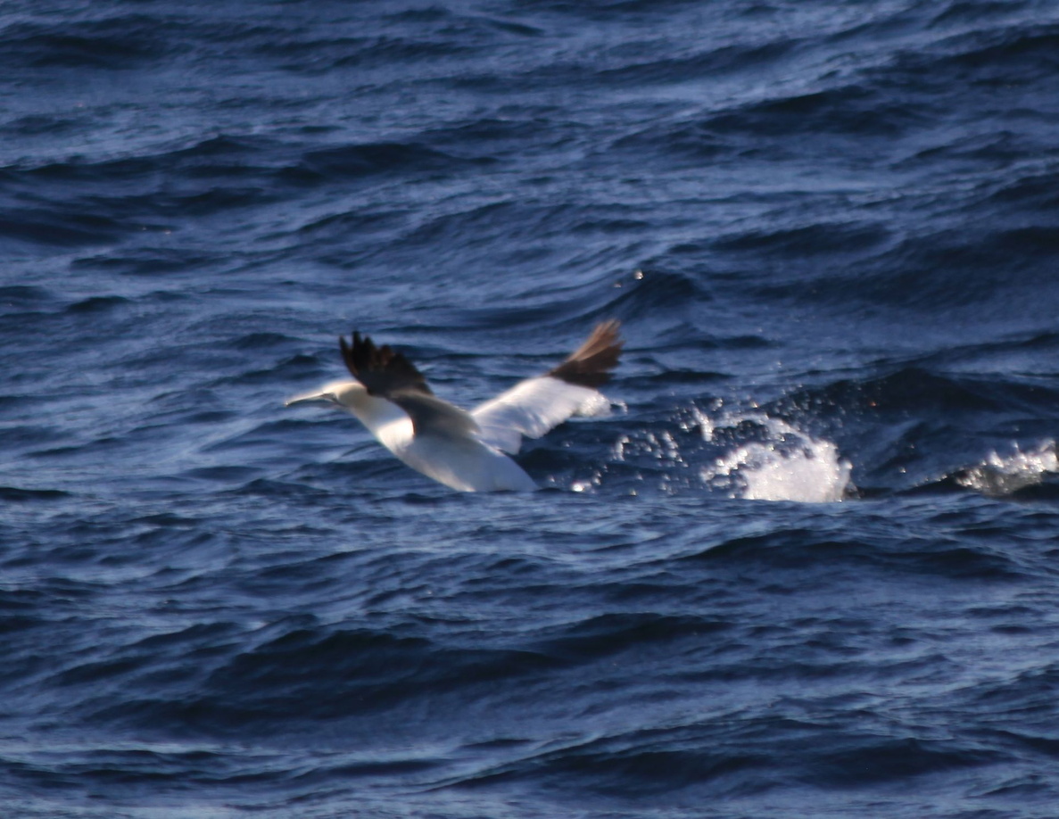 2016-07-21 Whale Watching Tour vor St. John's