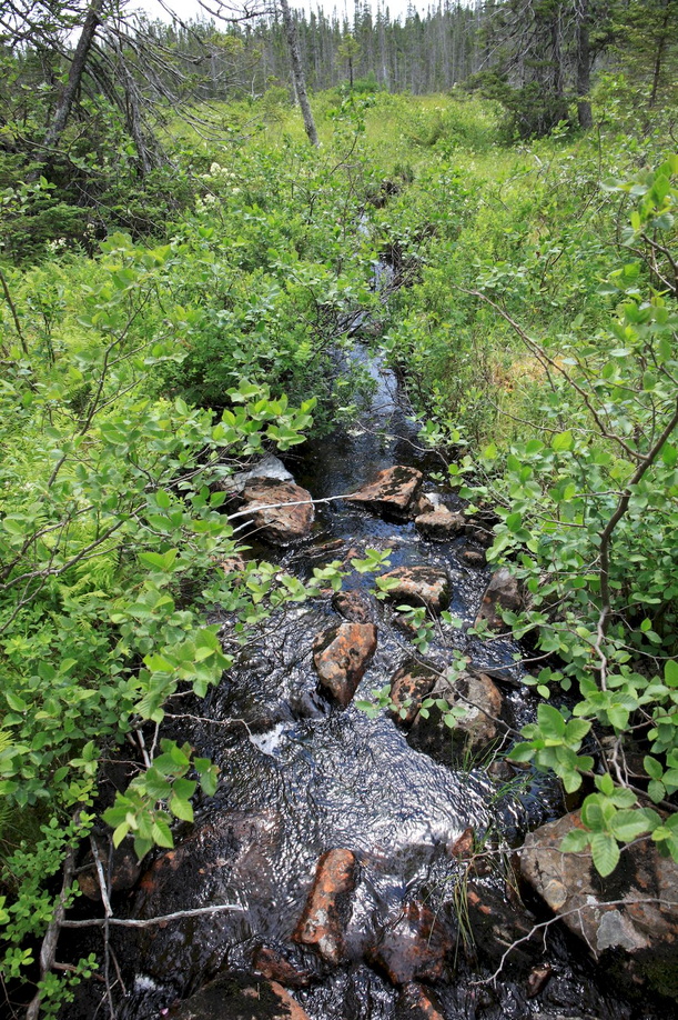 2016-07-23 Trinity nach Gander