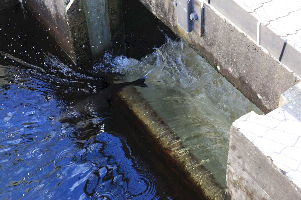 2016-07-24 Gander->Twillingate->Grand Falls-Windsor