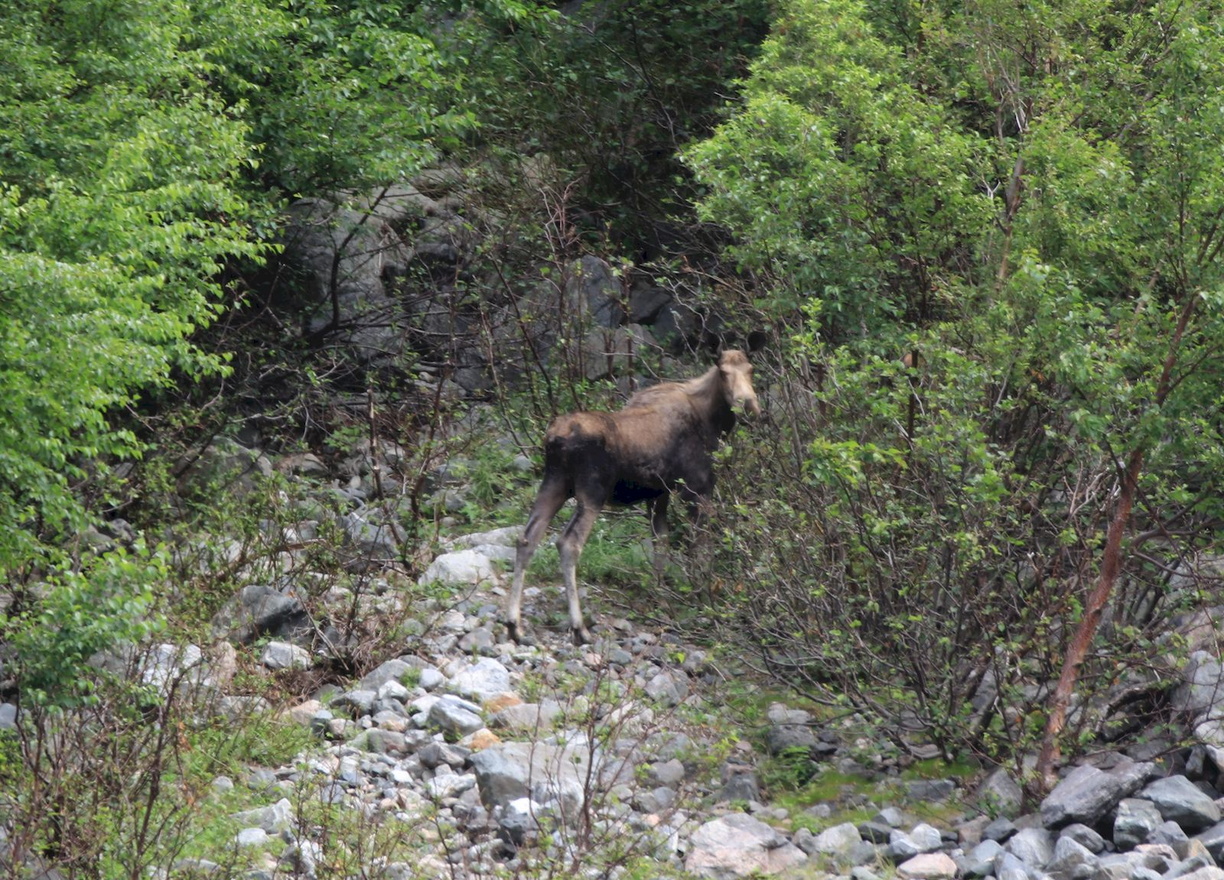 2016-07-26 Gros Morne National Park