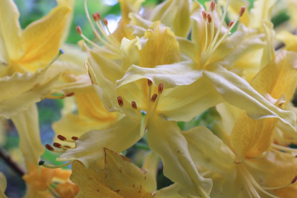 2018-05-21 Wicklow Mountains NP und Powerscourt Gardens