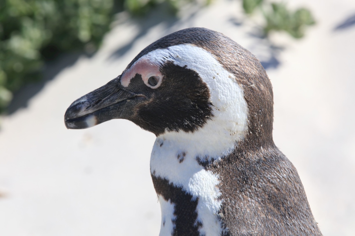 2018-10 Südafrika und Namibia