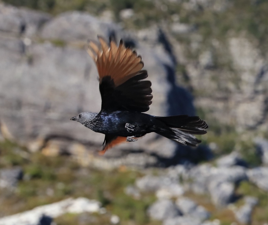 2018-10-22 Ausflug auf den Tafelberg und nach Stellenbosch