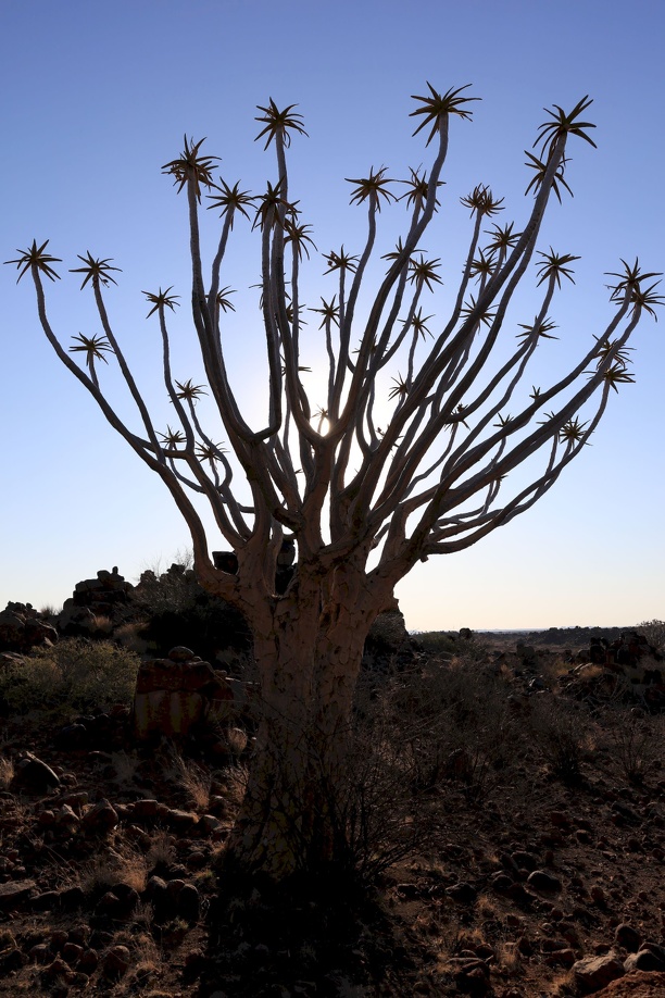 2018-10-26 Köcherbaumwald