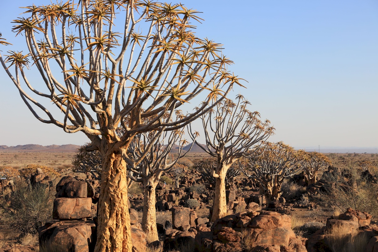 2018-10-26 Köcherbaumwald