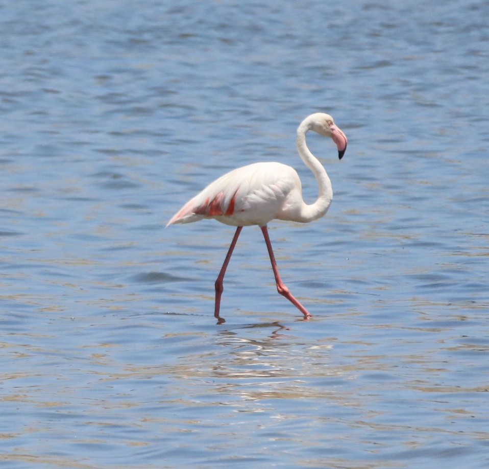 2018-10-27 Kolmanskuppe und Lüderitz