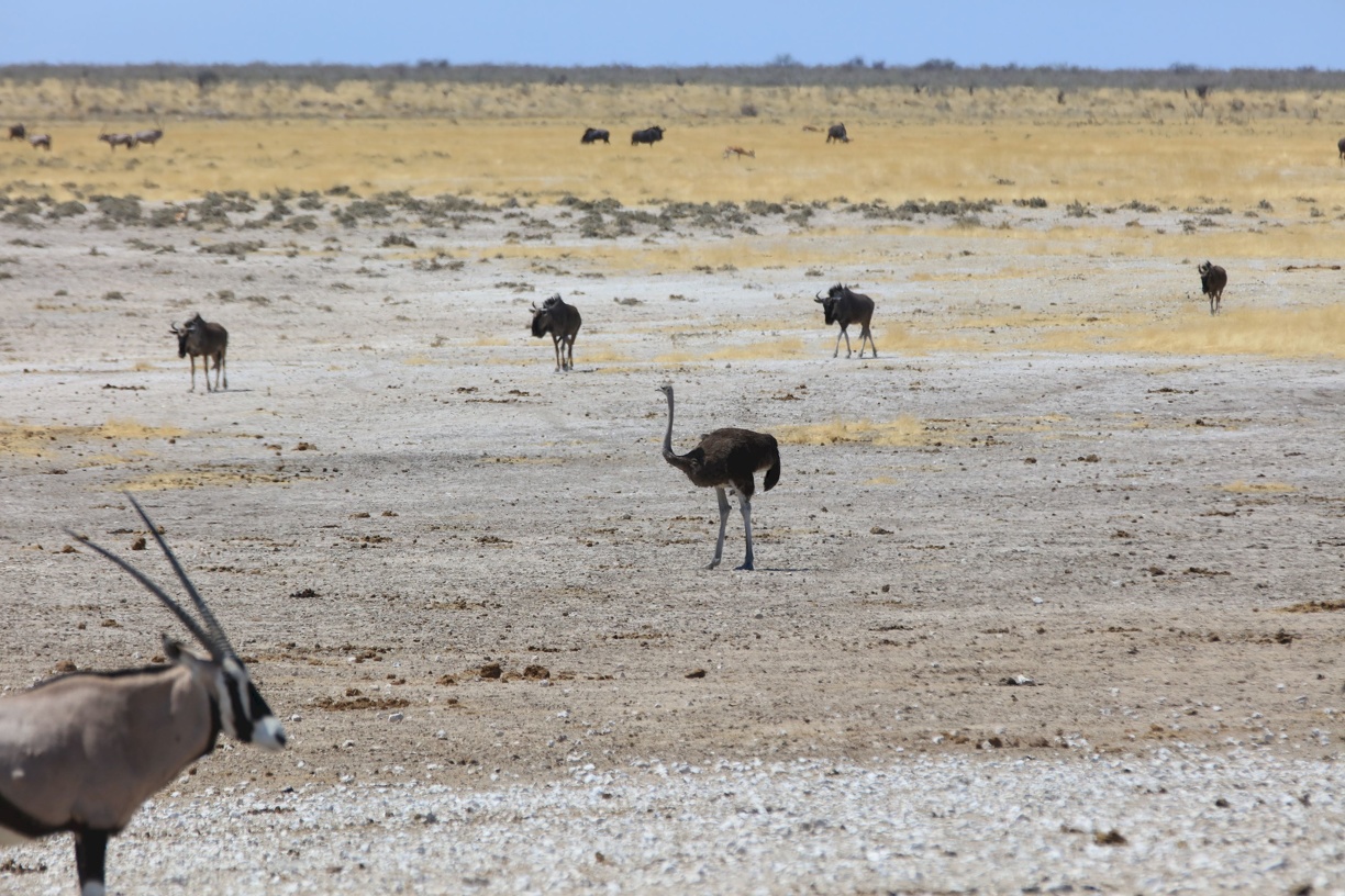 2018-11-01 Etoscha Nationalpark - Tiere, Tiere, Tiere