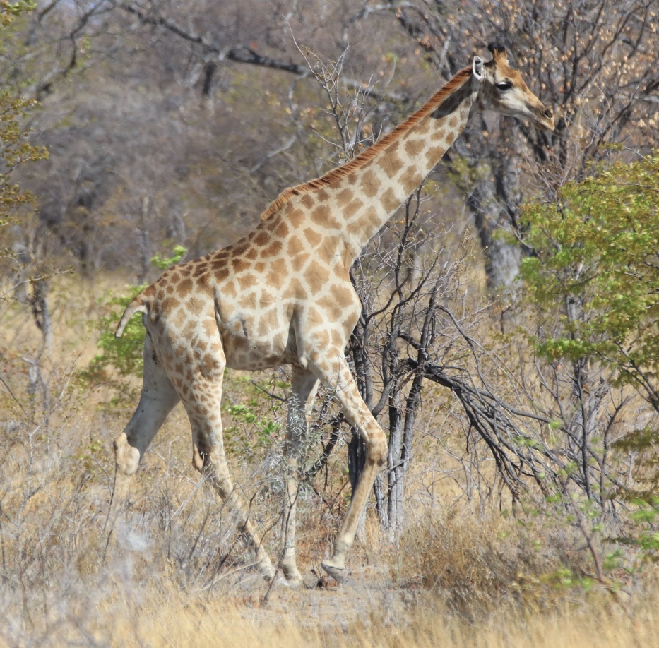 2018-11-01 Etoscha Nationalpark - Tiere, Tiere, Tiere