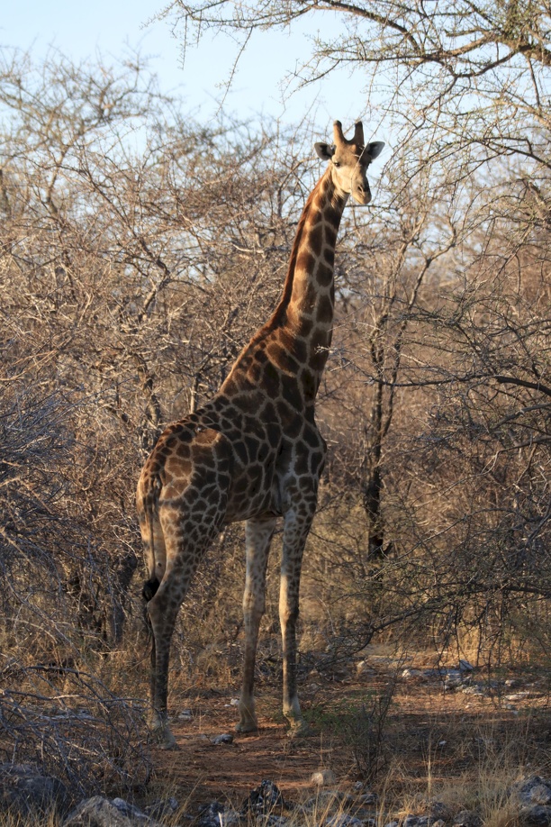 2018-11-02 Safari-Fahrt im Etoscha