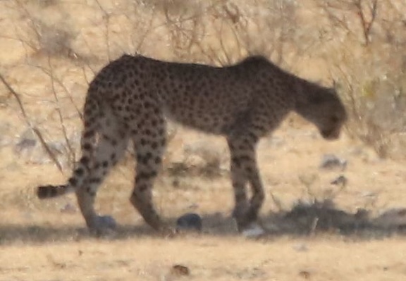 2018-11-02 Safari-Fahrt im Etoscha