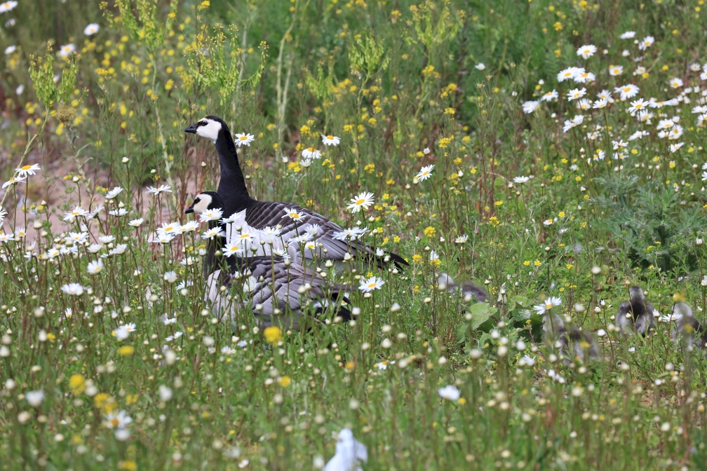 2019-06-11 Helsinki: Skywheel, Suomenlinna, Ullanlinna