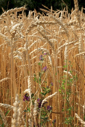2019-07-14 Fahrradtour von Delémont nach Basel