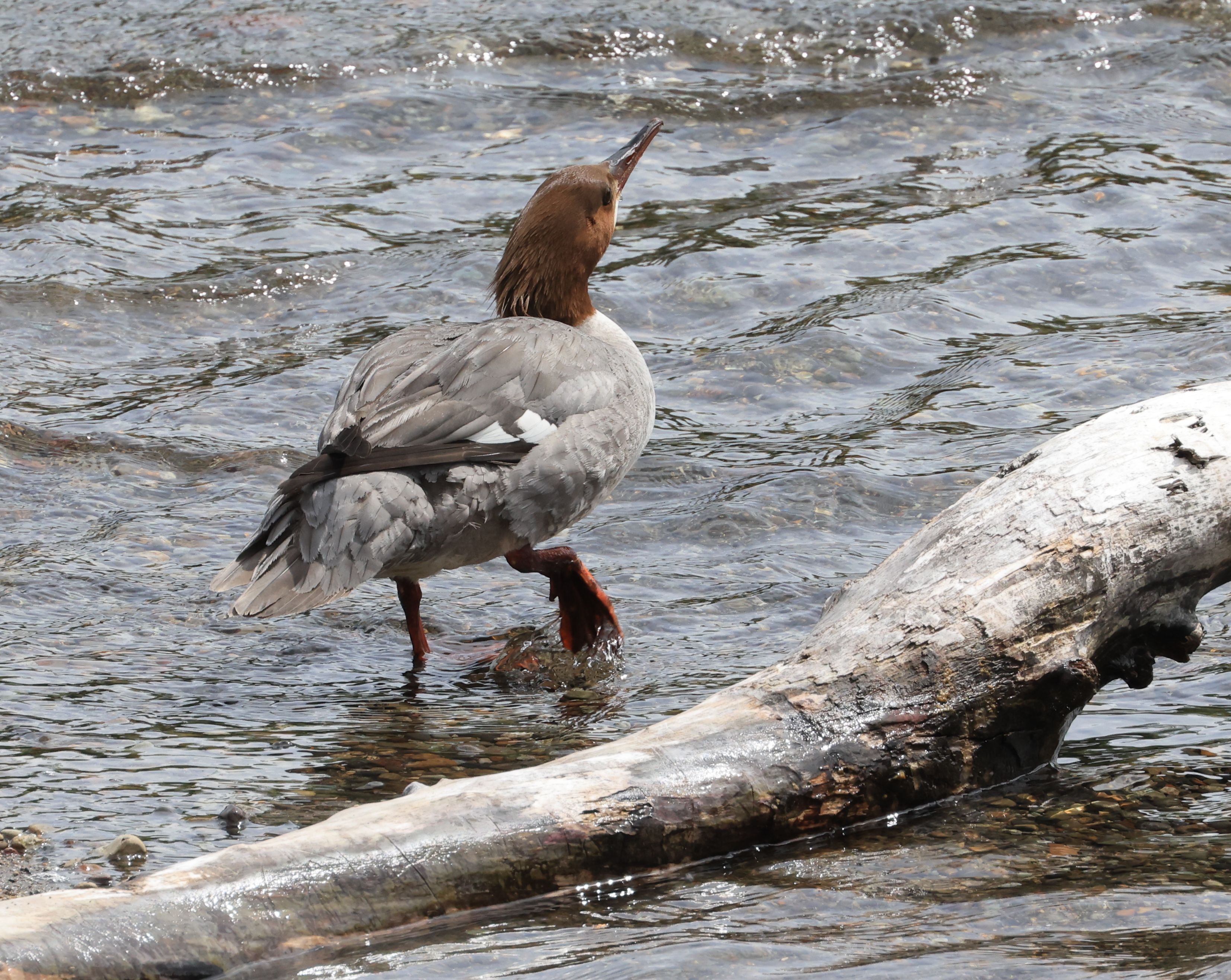 2023-06-24 Brooks Falls