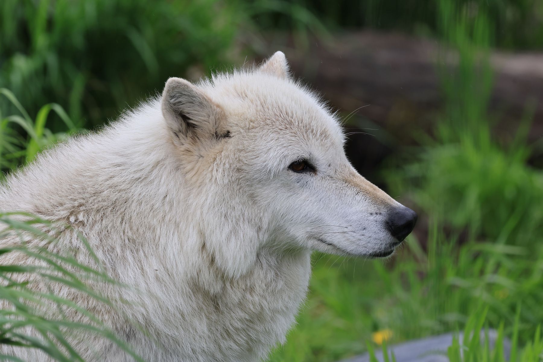 2023-06-25 Besuch des Alaska Wildlife Conservation Center