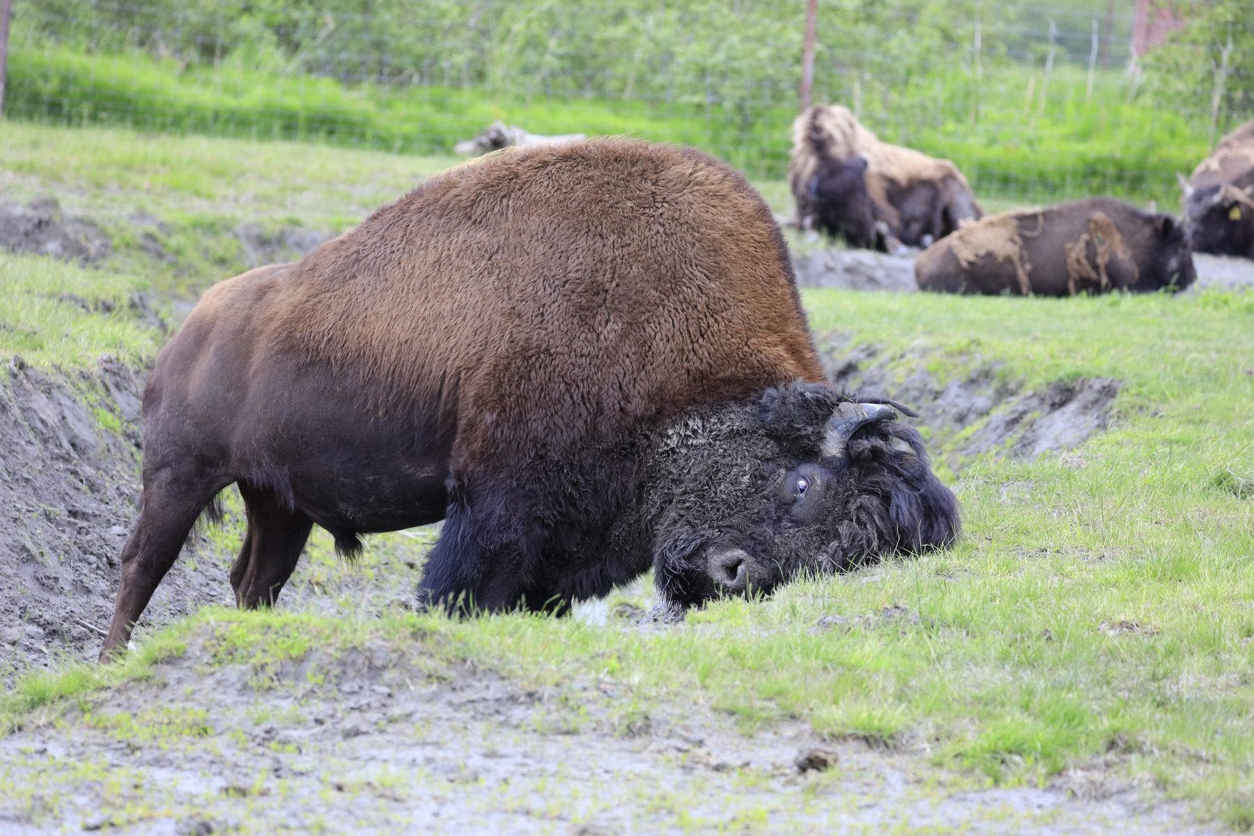 2023-06-25 Besuch des Alaska Wildlife Conservation Center