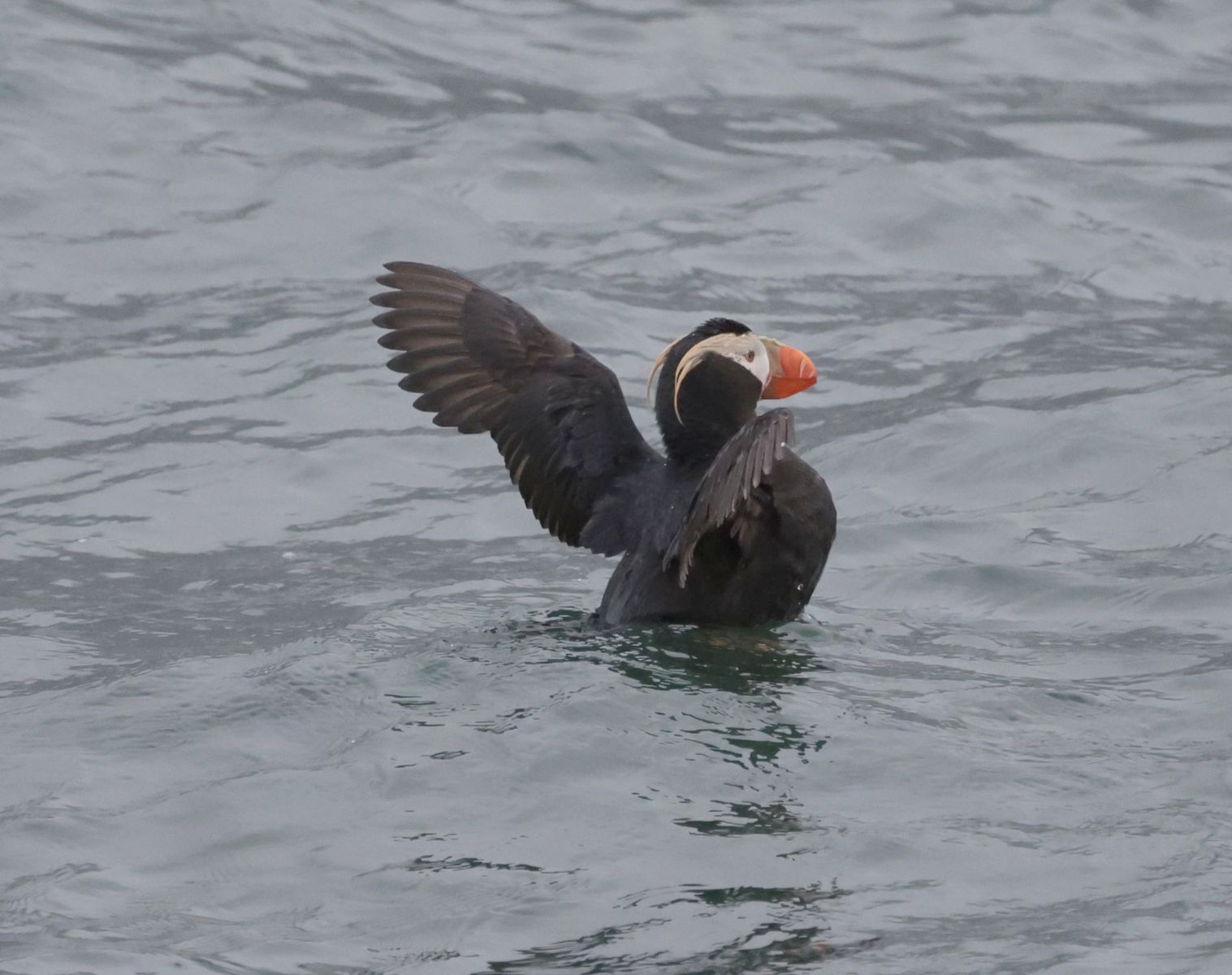 Puffins / Papageitaucher