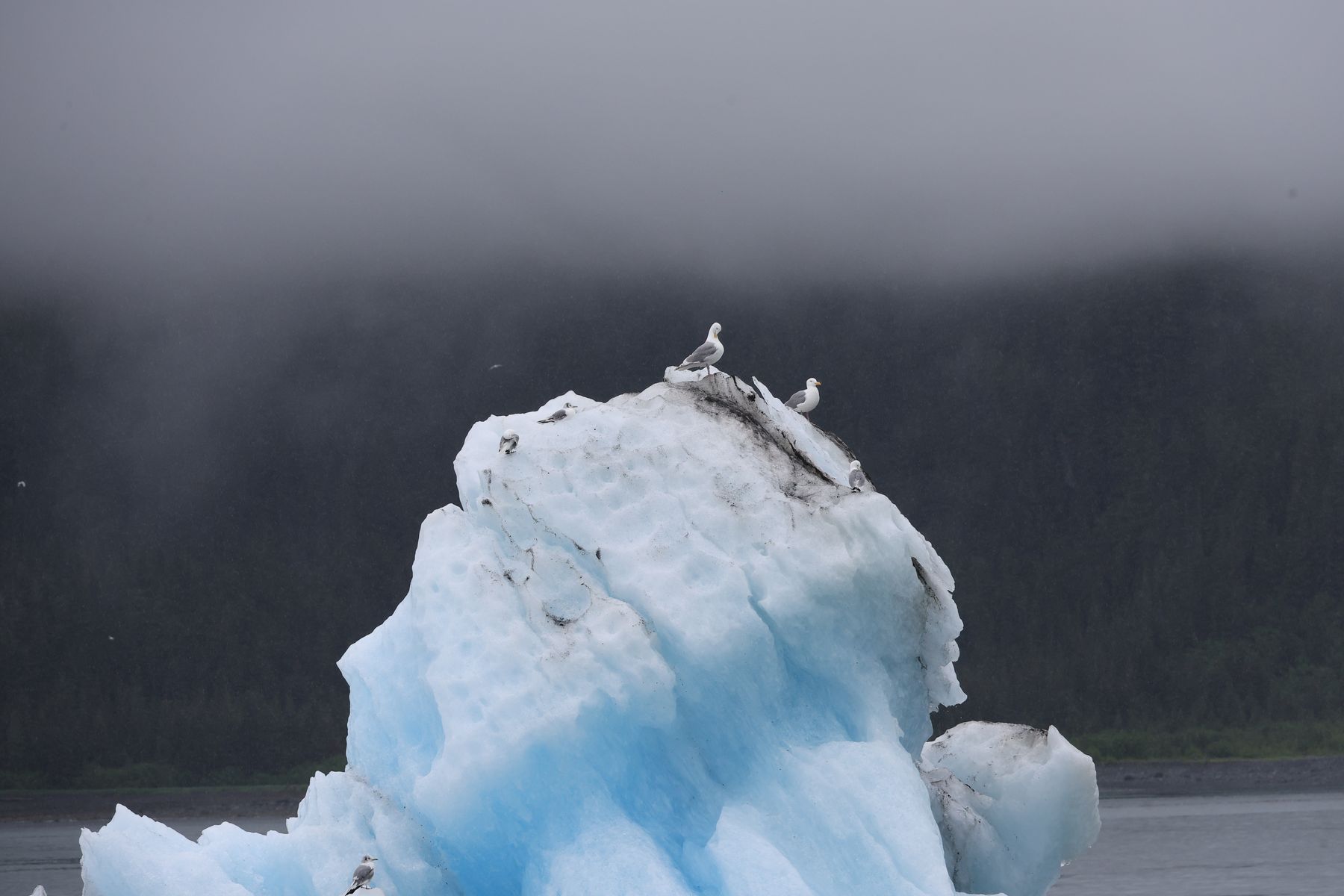 2023-06-29 Schiffstour von Valdez zum Columbia Gletscher