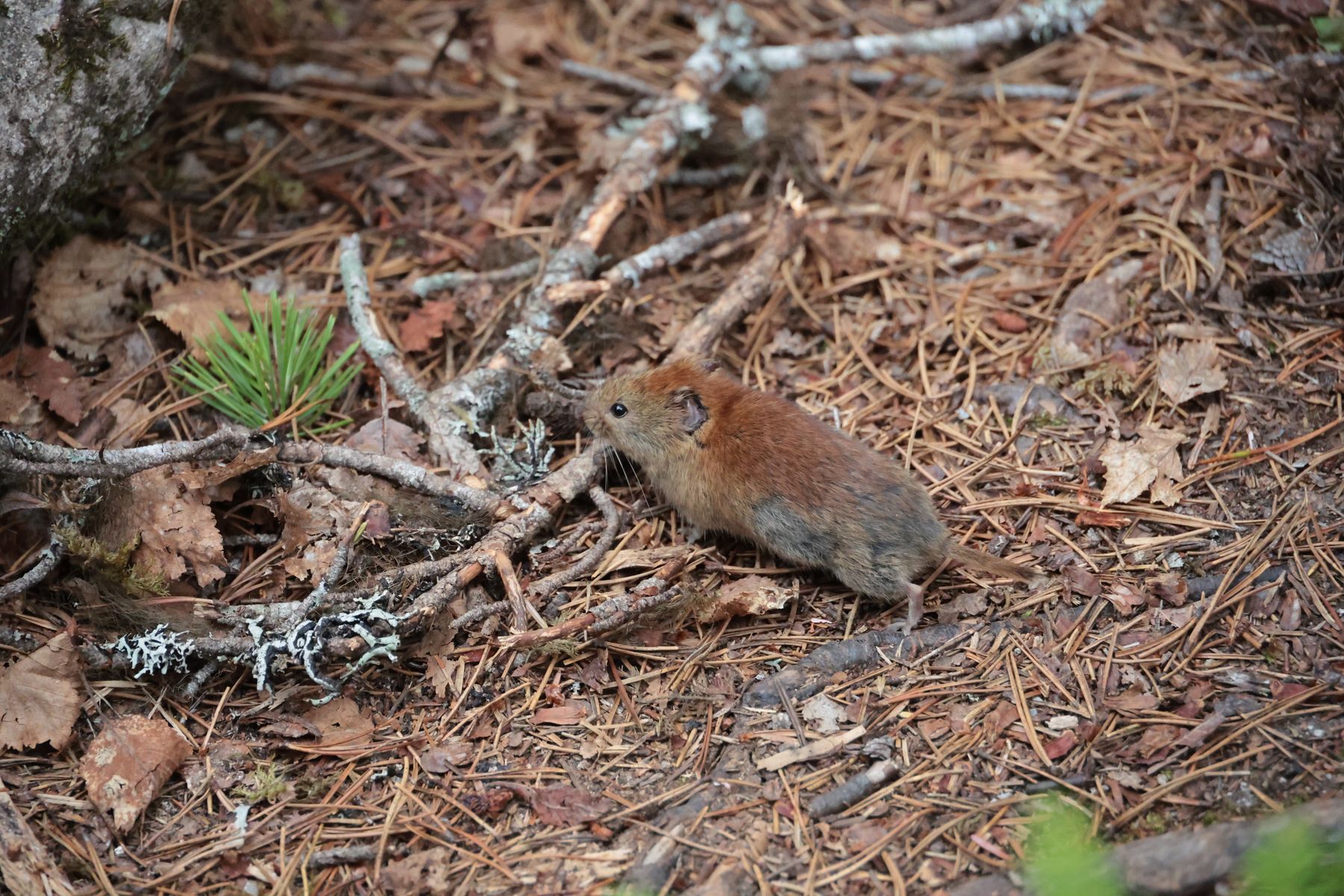 2023-07-11 Wanderung zum Yakutina Point und Smugglers Cove
