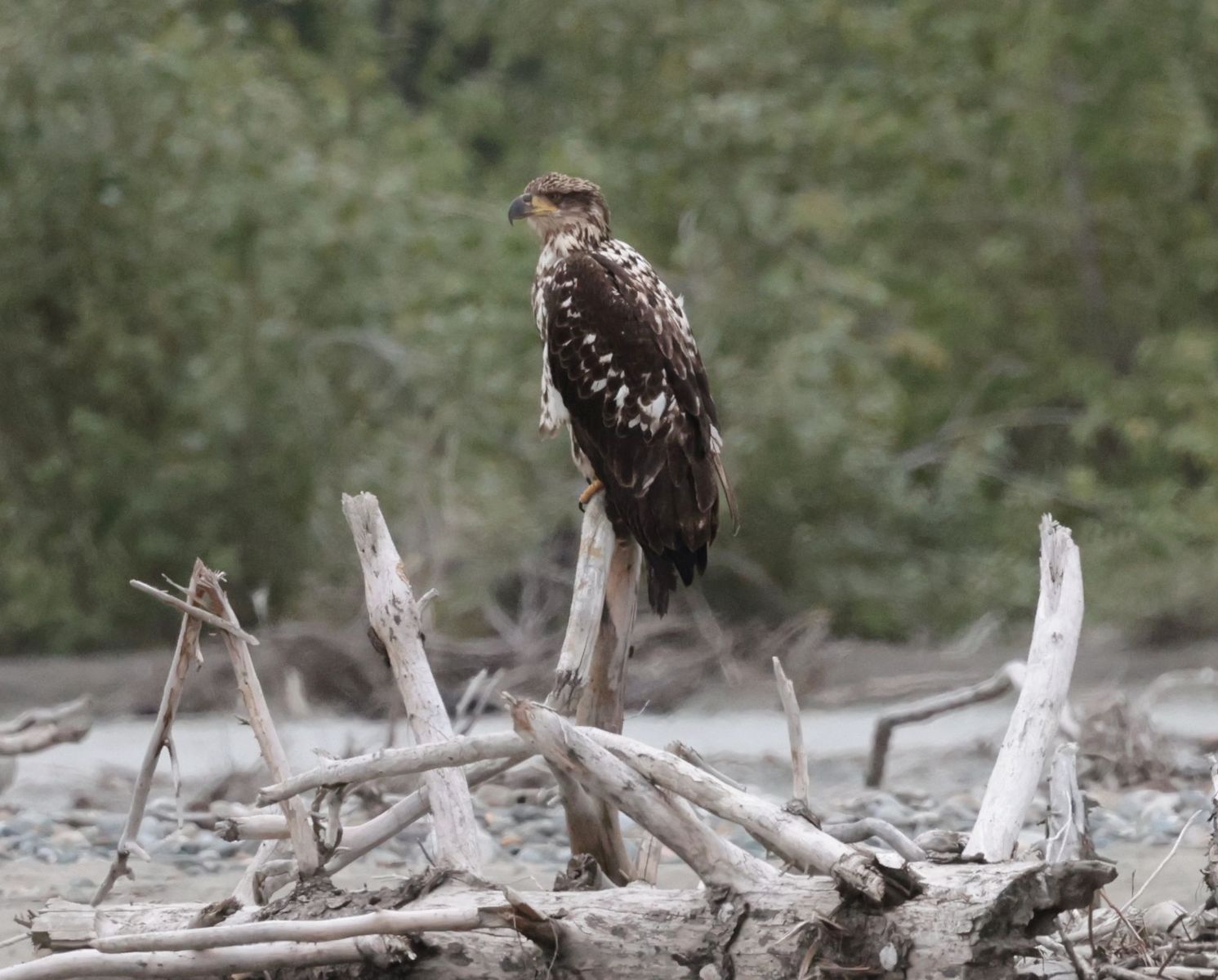2023-07-12 Haines: Schlauchbootfahrt auf dem Chilkat River im Bald Eagle Preserve