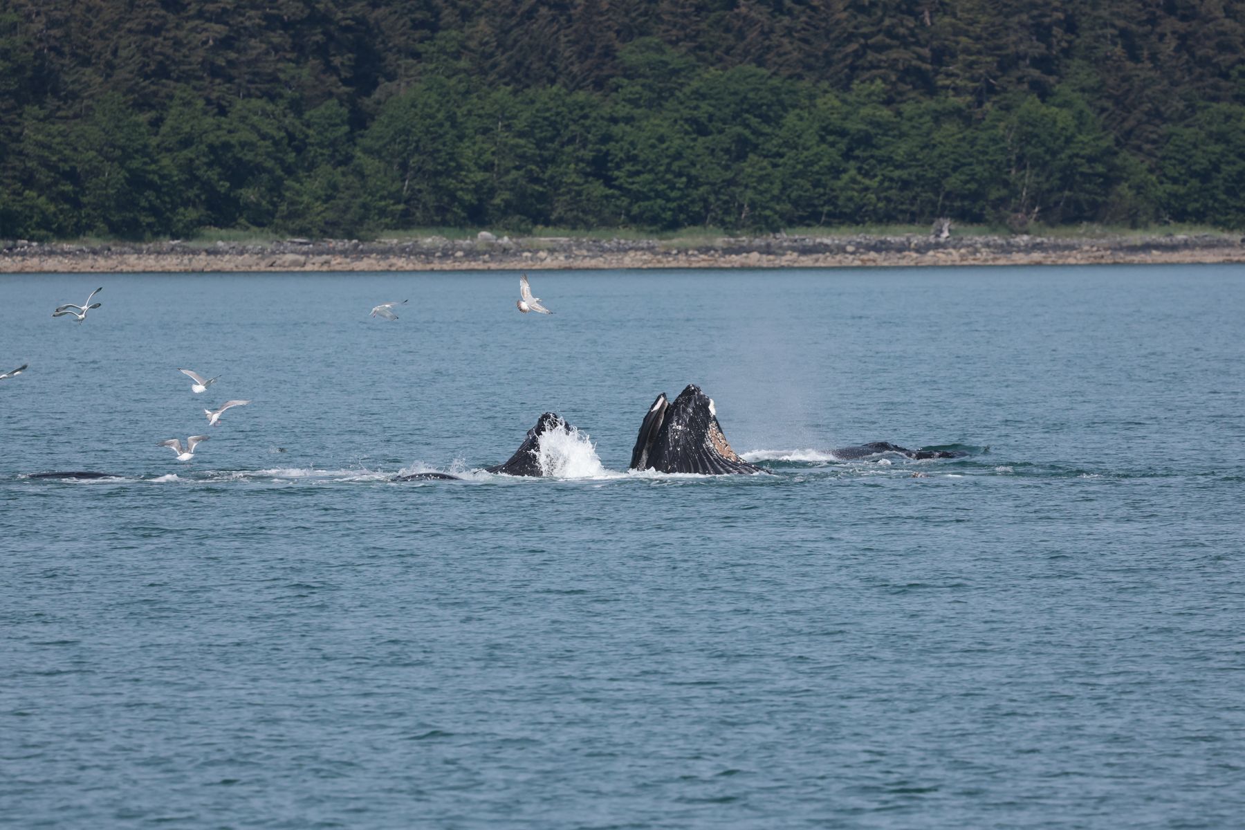 2023-07-14 Whale Watching in Juneau