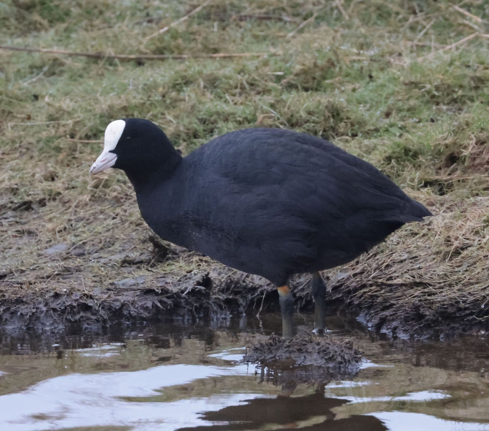 2024-03 Texel