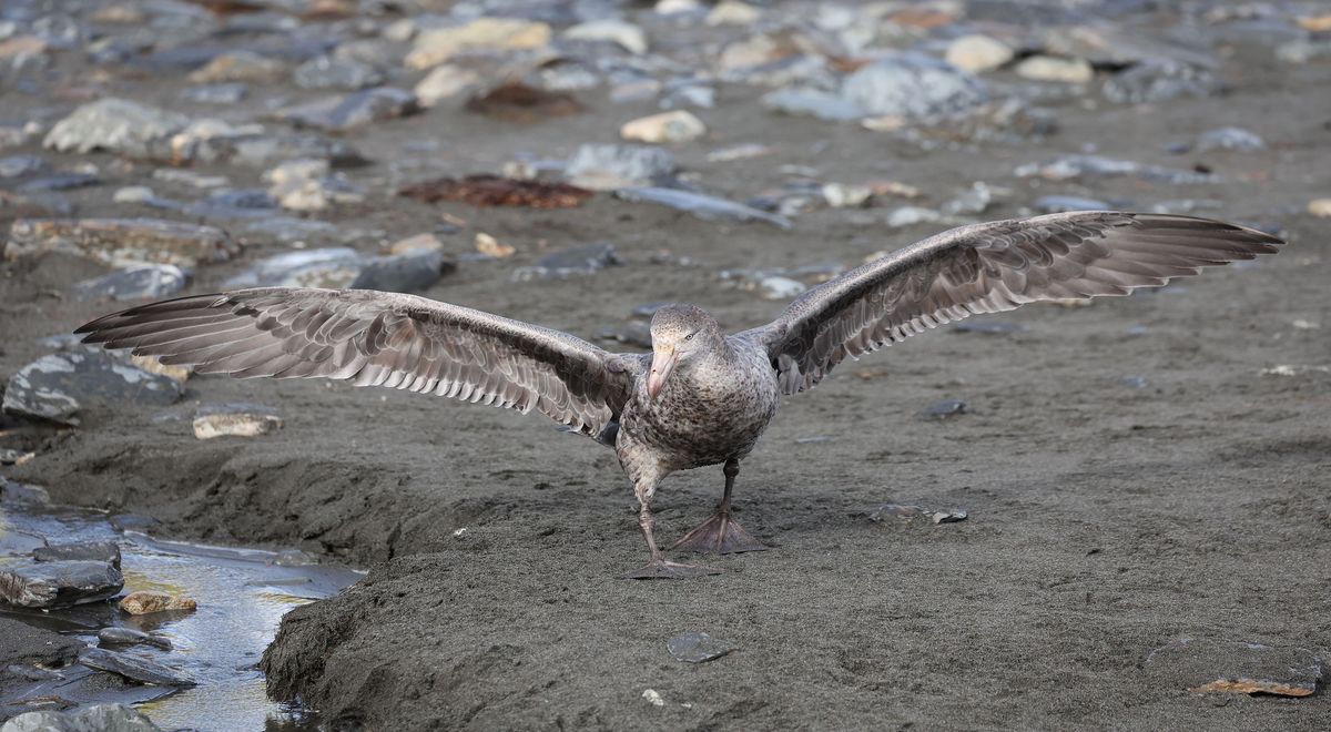 2025-03-08 Gold Harbour