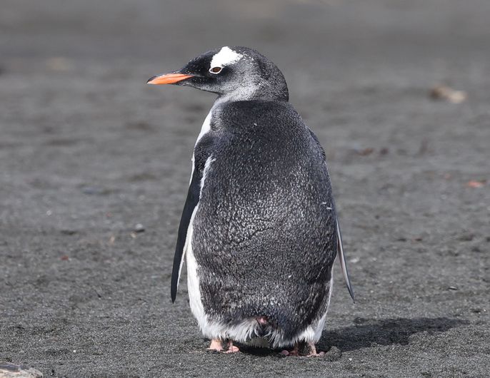 2025-03-08 Gold Harbour