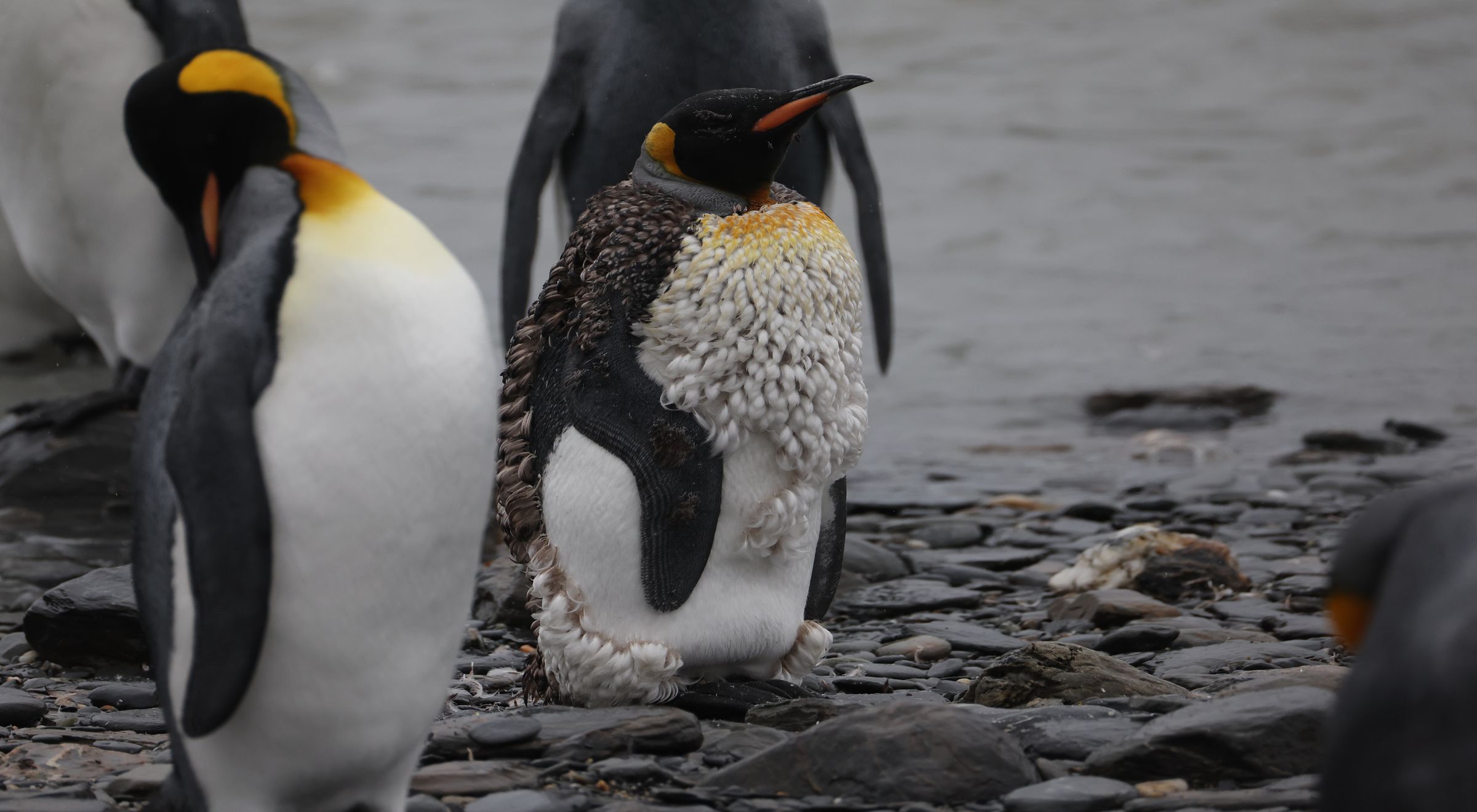 2025-03-08 St. Andrews Bay