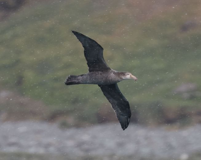 2025-03-09 Grytviken