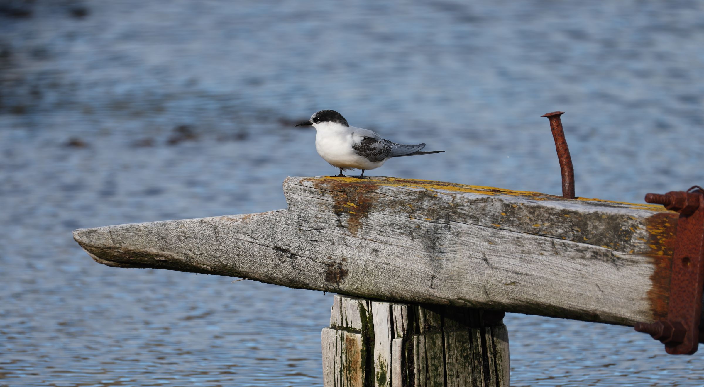 2025-03-09 Grytviken