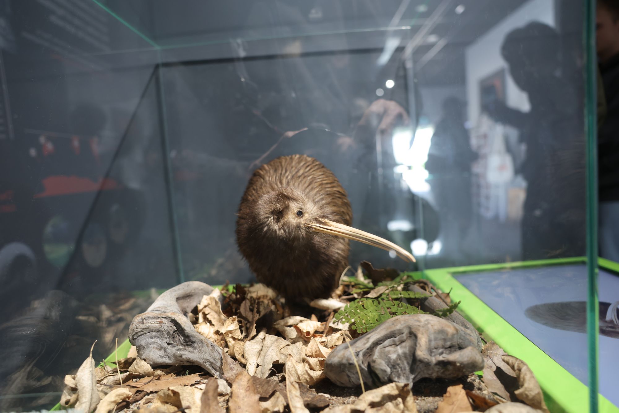 2026-05-13 Kiwi Hatchery