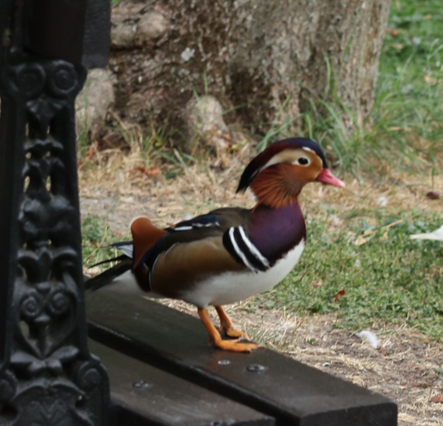 2025-09-27 Fahrt von Craiova nach Herkulesbad