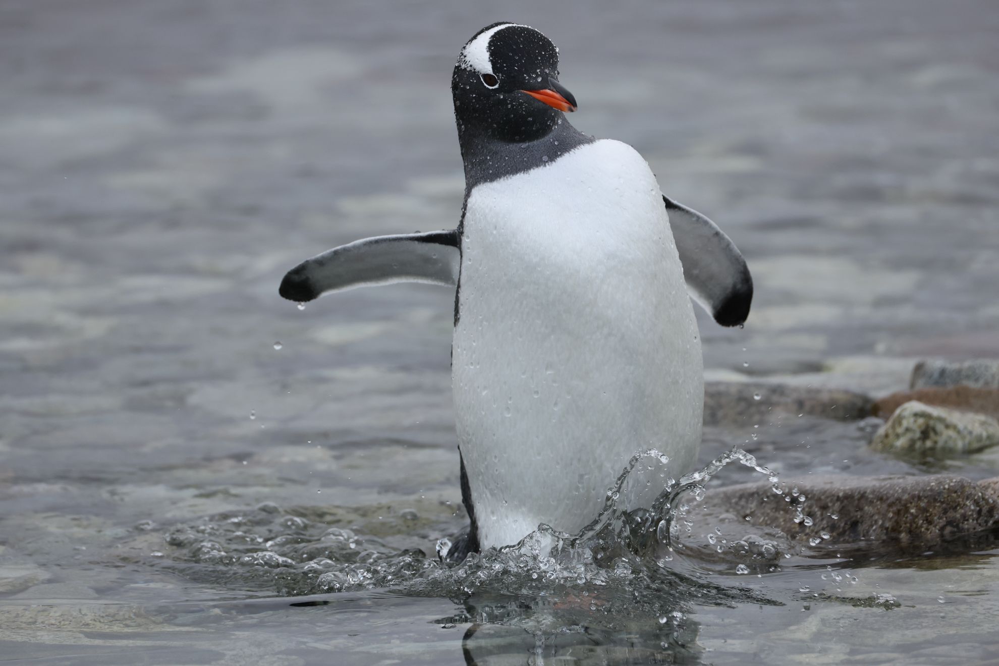 2026-03-02 Georges Point