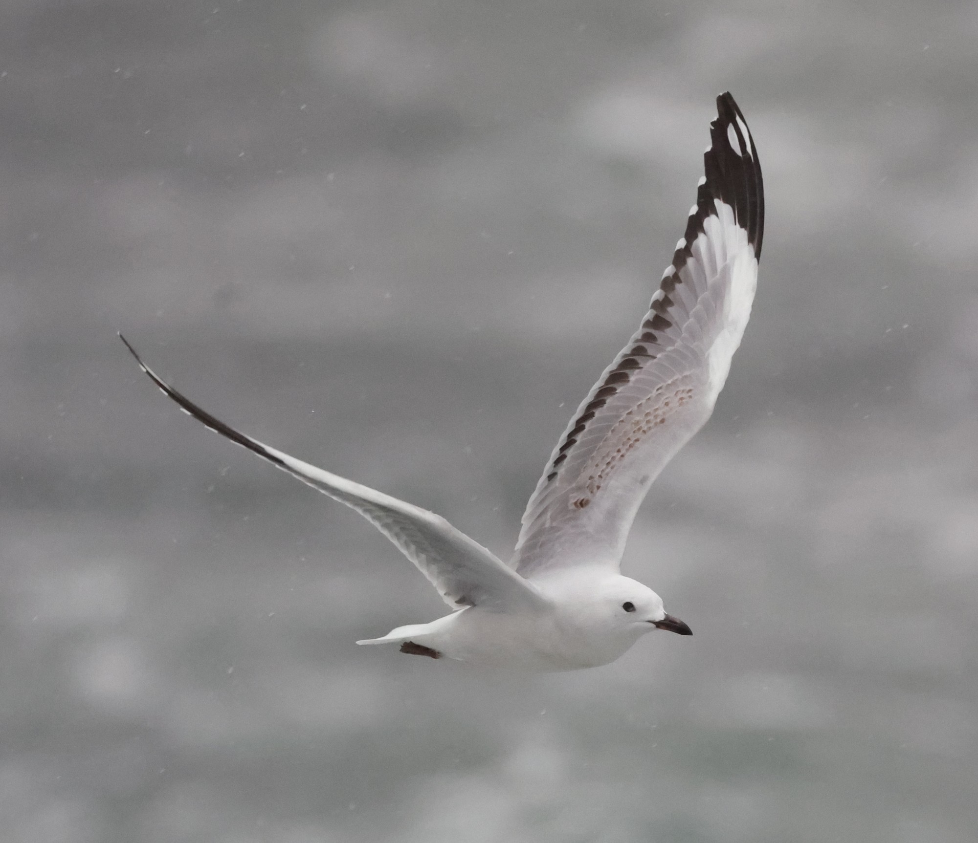 Bootsfahrt im Milford Sound: Möwe