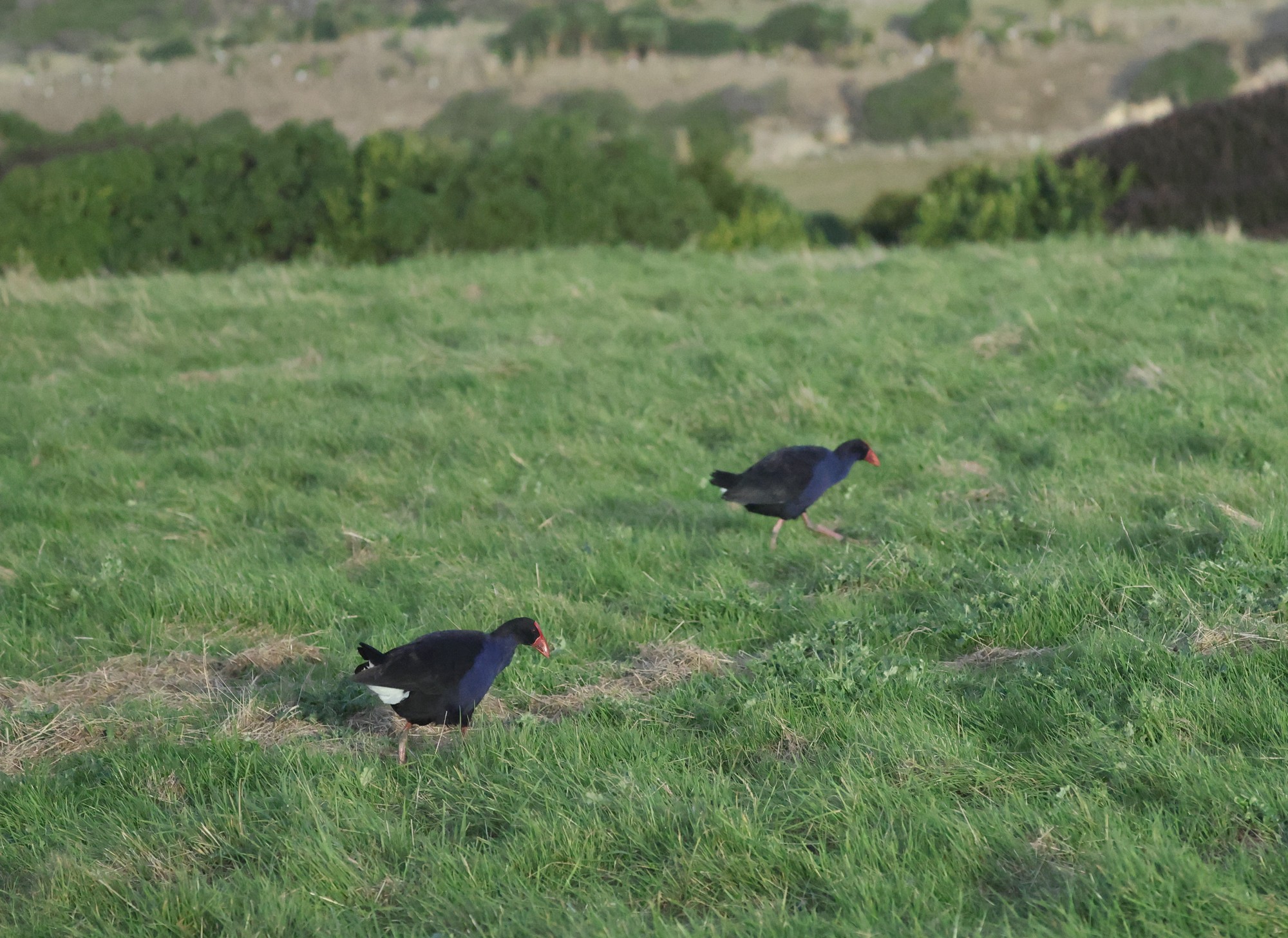 Pipkaretu Bay: Pukeko (Australisches Purpurhuhn)