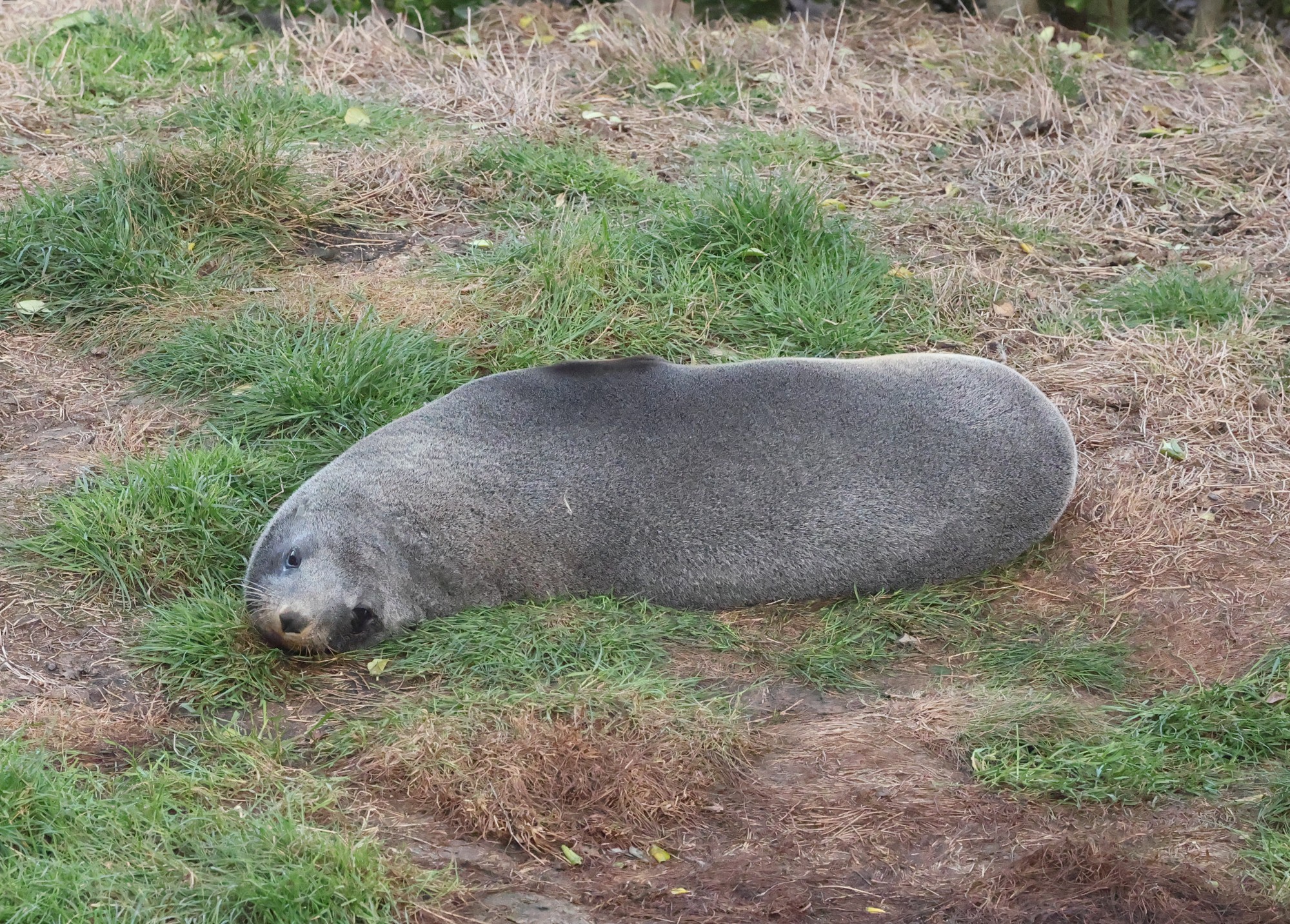 Pipkaretu Bay: Seebär