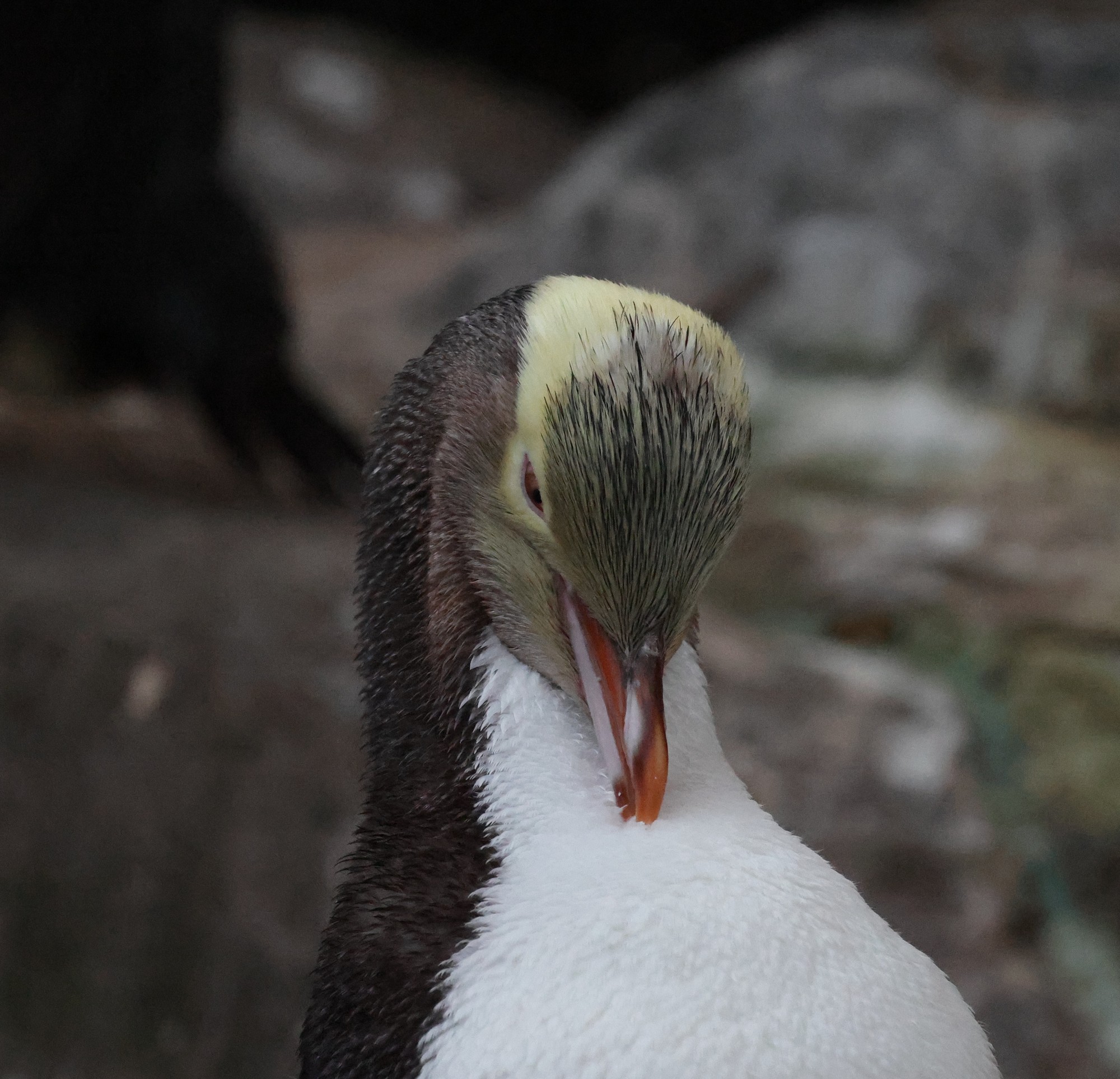 Aufpeppelstation: Gelbaugenpinguin, Jungtier