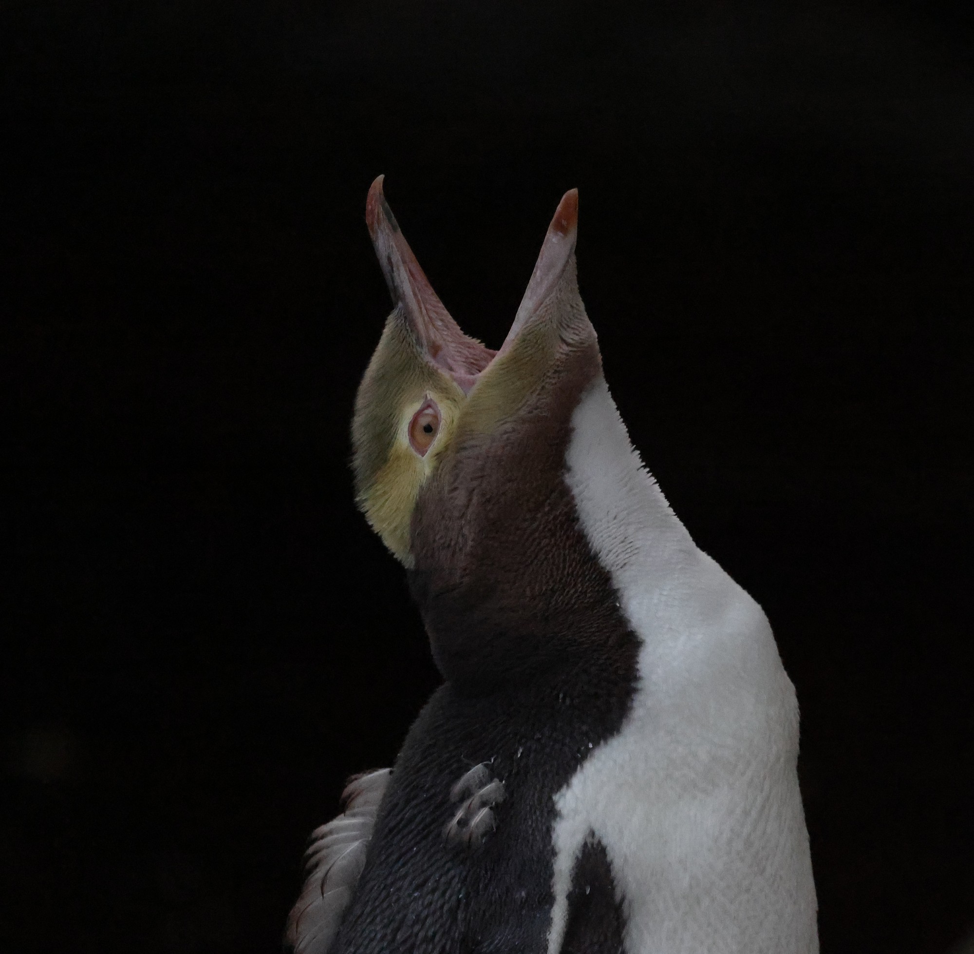 2026-05-01 Pinguintour auf der Otago-Halbinsel
