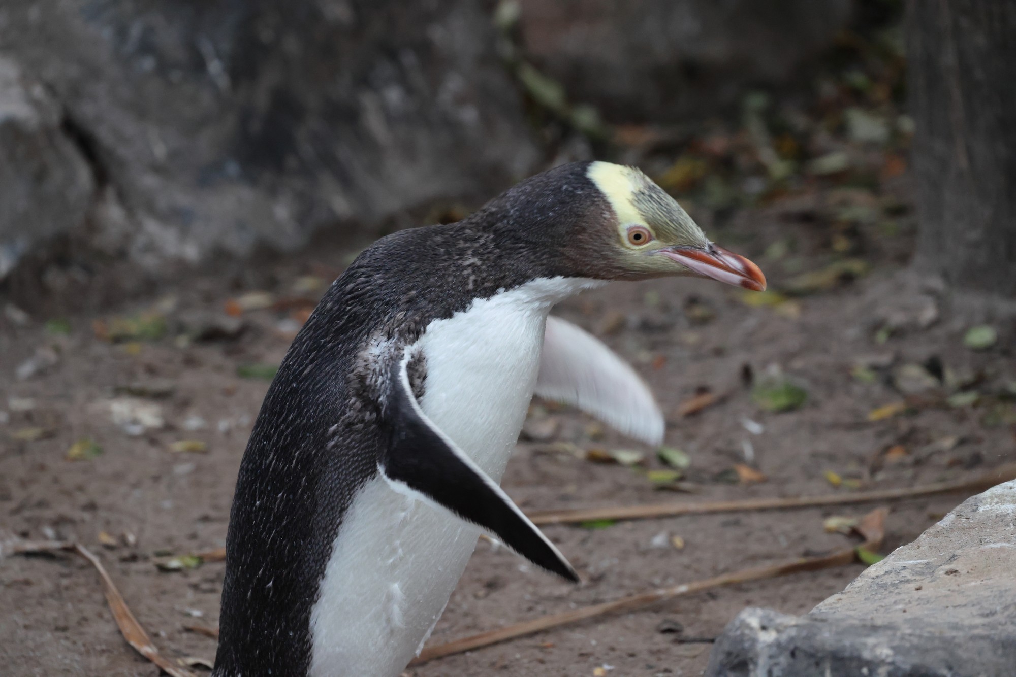 Aufpeppelstato#ion: Gelbaugenpinguin