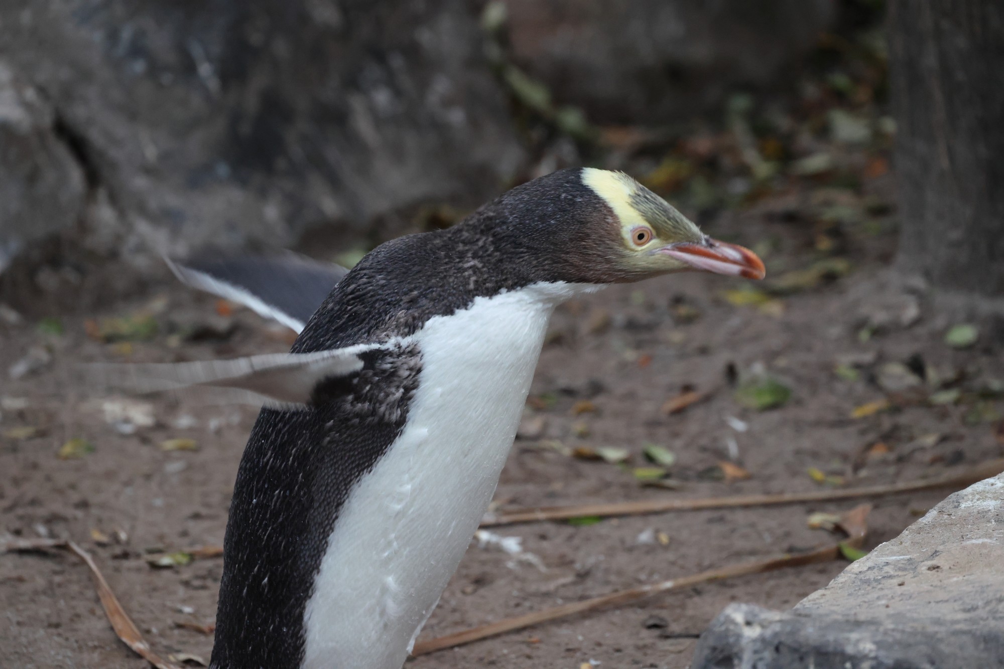 Aufpeppelstato#ion: Gelbaugenpinguin