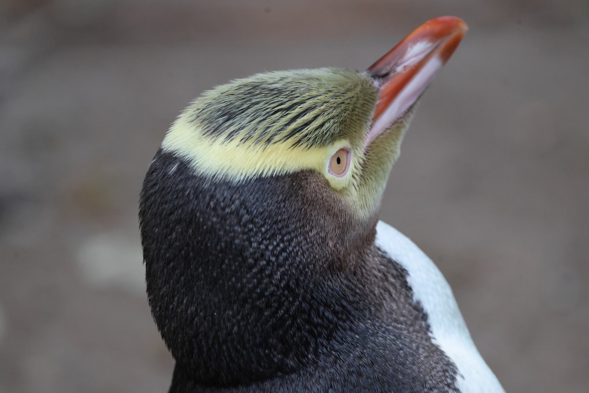 Aufpeppelstato#ion: Gelbaugenpinguin