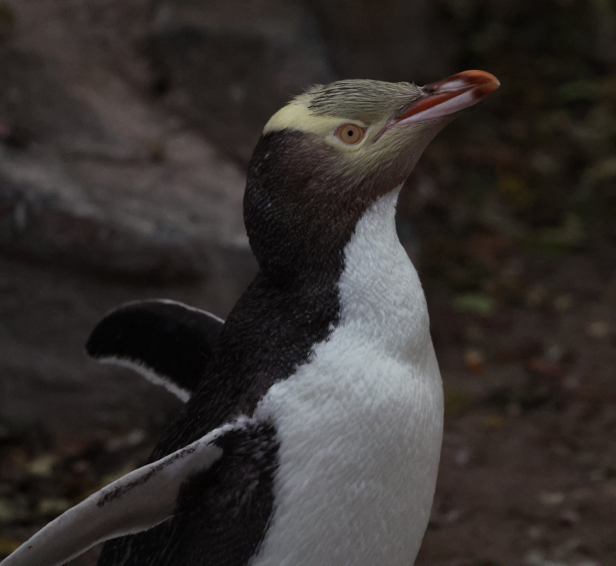 Aufpeppelstation: Gelbaugenpinguin