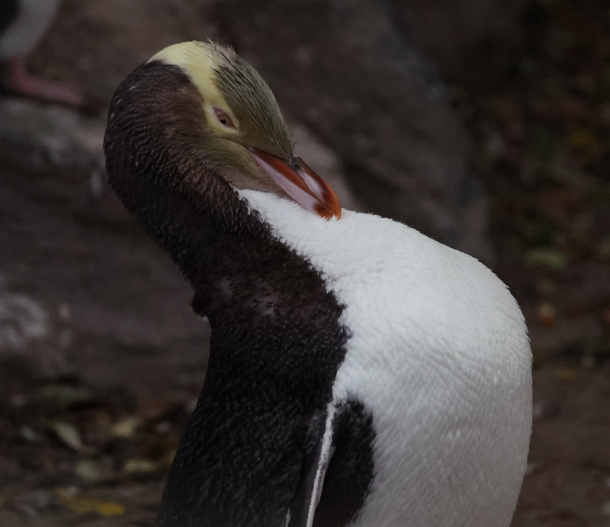 Aufpeppelstation: Gelbaugenpinguin
