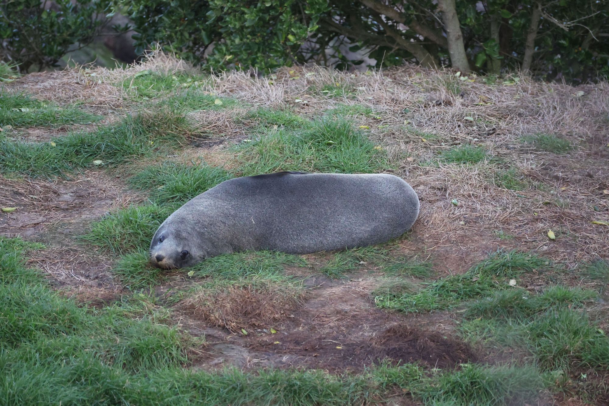 2026-05-01 Pinguintour auf der Otago-Halbinsel