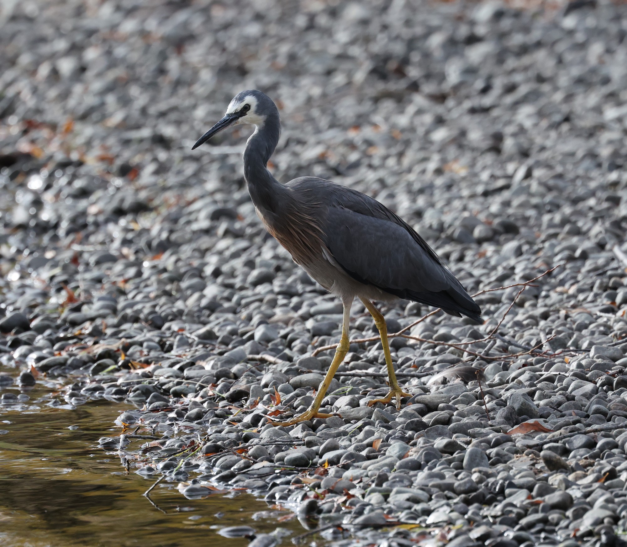 Lake Alexandrina: Weißwangenreiher