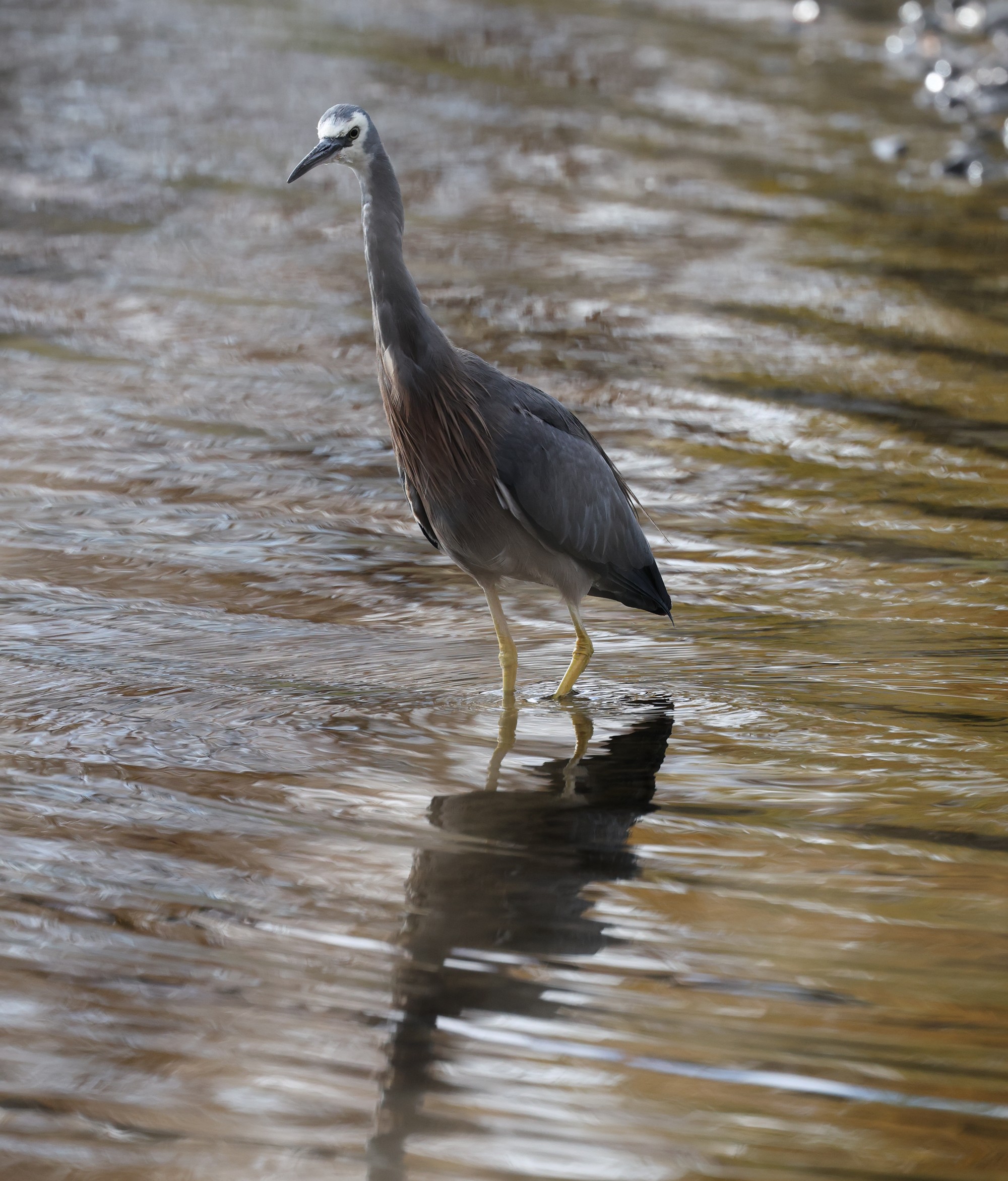 Lake Alexandrina: Weißwangenreiher