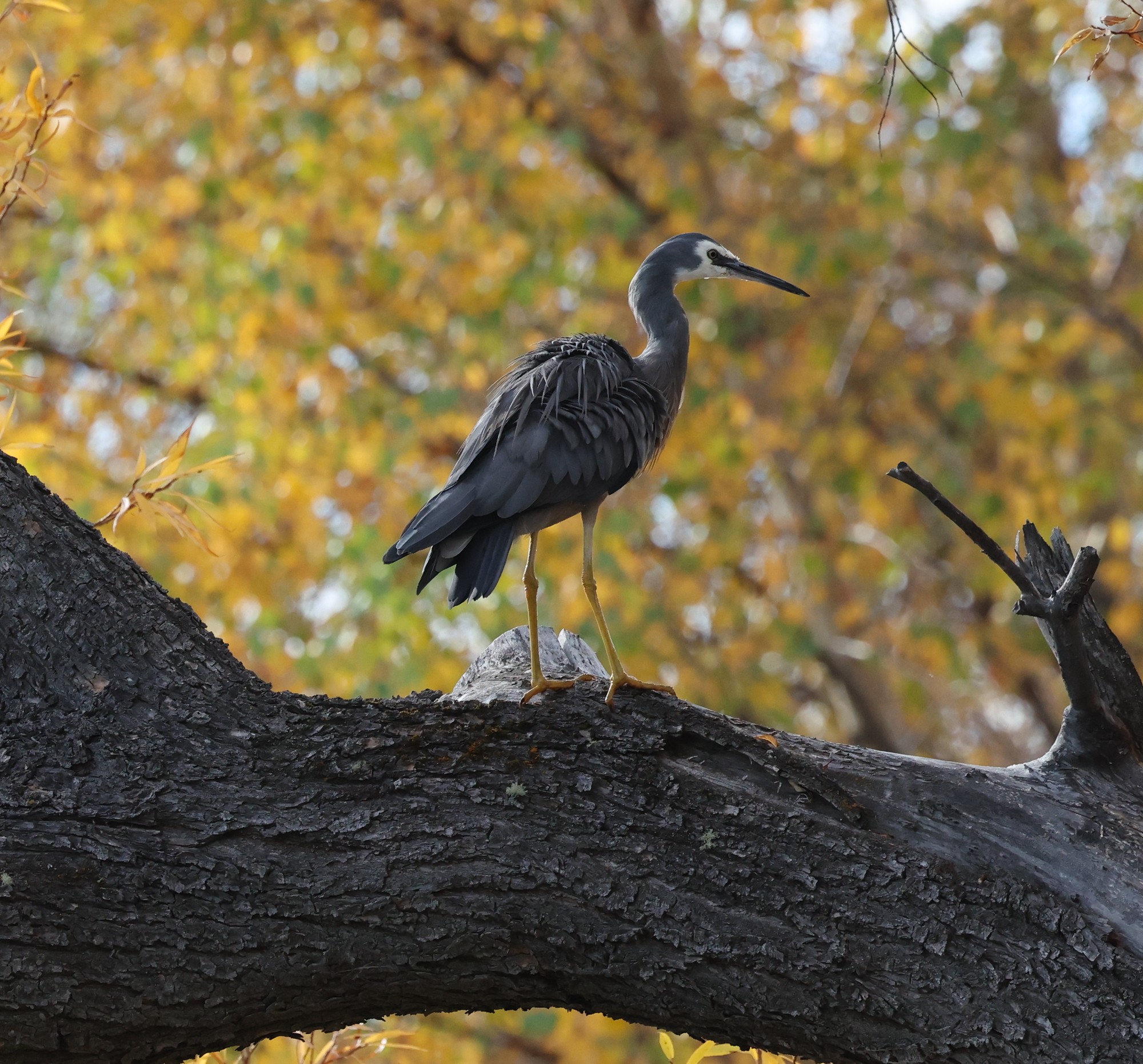 Lake Alexandrina: Weißwangenreiher