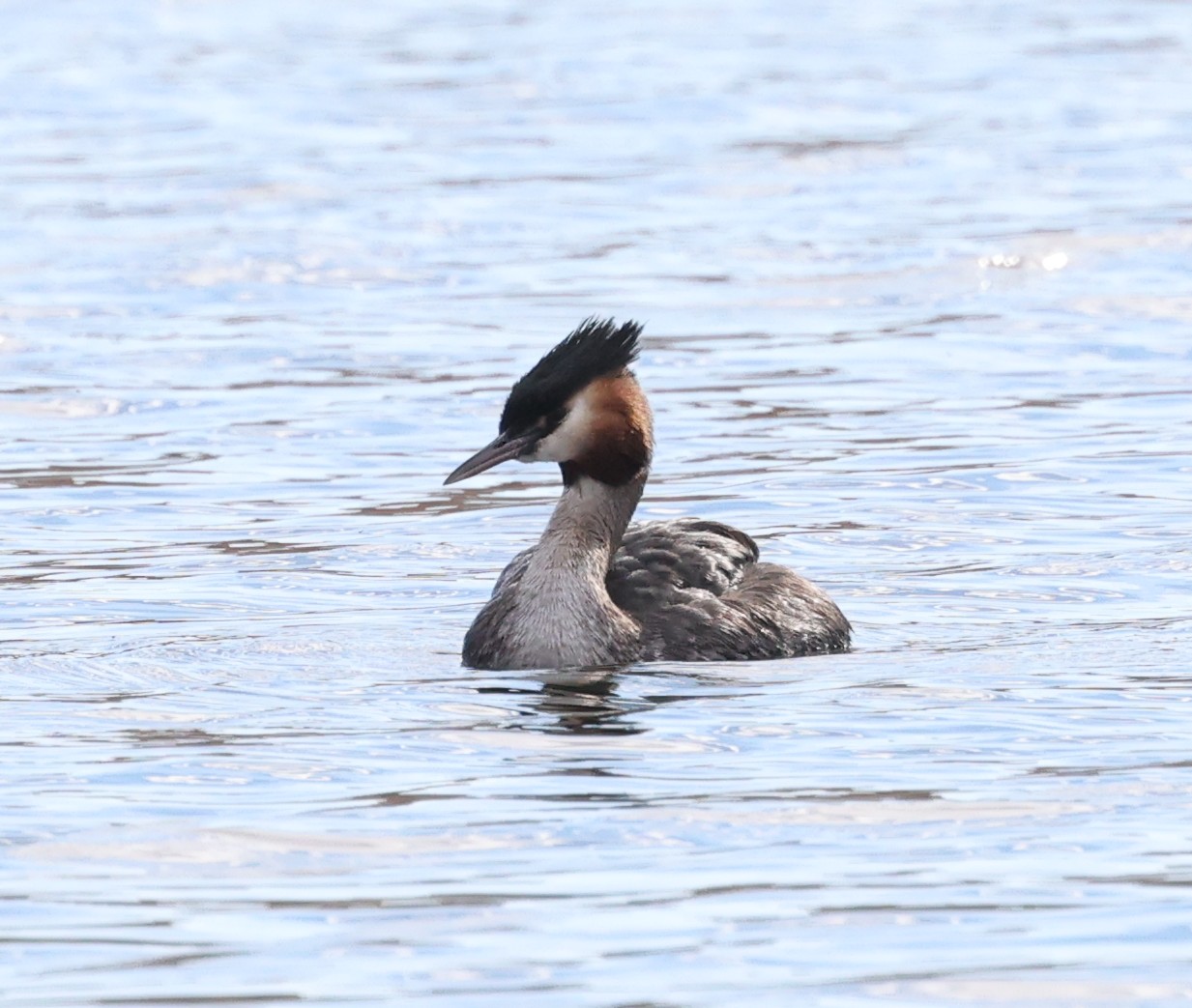 Lake Alexandrina: Australischer Haubentaucher